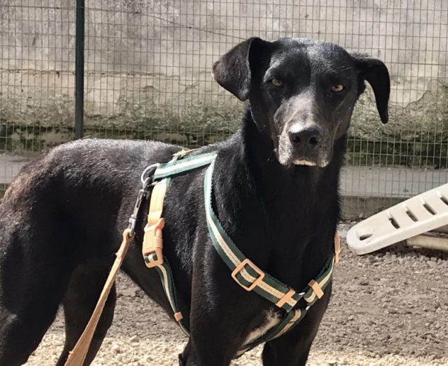 Niura, da cucciola vive in canile - Foto 3
