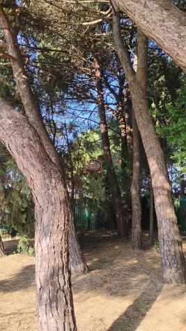 CERVIA ( Montaletto ): PINETA SECOLARE ( terreno agricolo ) ideale per CASA MOBILE su ruote o camper - Foto 5