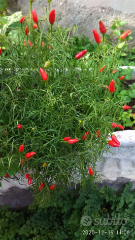 Semi Carolina Reaper, Scorpion Kraken,Habanero - Foto 2