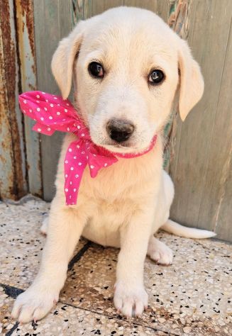 AMY CERCA CASA! - Foto 8