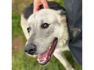 JAZZ AMOREVOLE CANE IN ADOZIONE