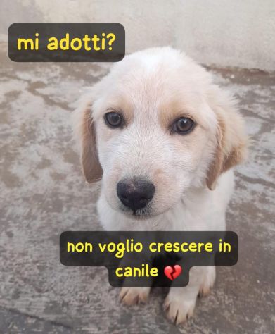 THOR 3 MESI SIMIL GOLDEN RETRIEVER E’ IN CANILE