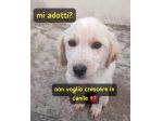 THOR 3 MESI SIMIL GOLDEN RETRIEVER E’ IN CANILE