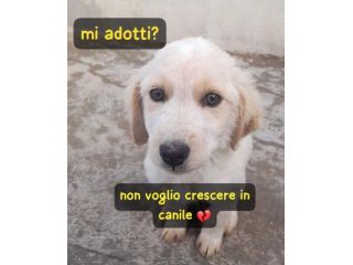 THOR 3 MESI SIMIL GOLDEN RETRIEVER E’ IN CANILE