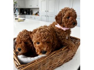 barboncino cuccioli