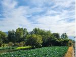 Agricolo in Località Masseria Medici