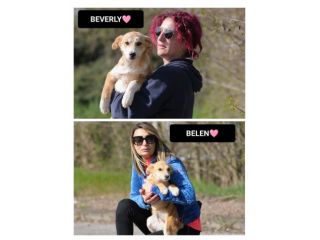 BEVERLY E BELEN, 4 MESI (20/11/25), TAGLIA MEDIA, TROVATI ABBANDONATE