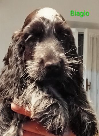 Cucciolo cocker spaniel inglese Blu roano