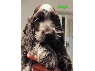 Cucciolo cocker spaniel inglese Blu roano