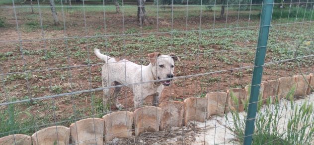 2anni mix molossino SPLENDIDO solo h24 in recinto.URGENTE CALABRIA - Foto 4