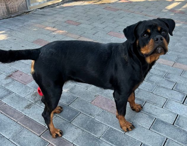 LESLIE BELLISSIMA ROTTWEILER - Foto 10