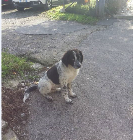 NEBBIA, bellissimo cucciolone - Foto 3