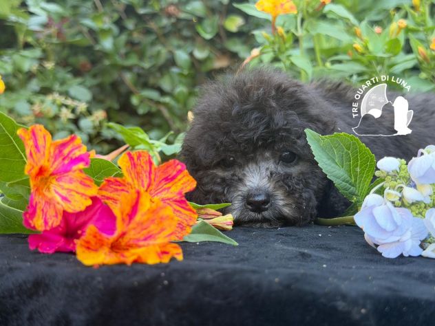 Cuccioli Barboncino Toy – Genitori Testati e Campioni - Foto 4