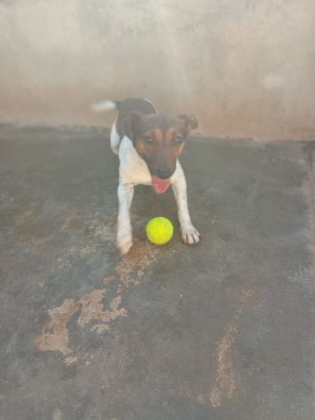 JACK - simil jack russell di 1 anno - Foto 2