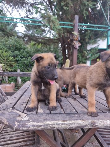 Cuccioli Allevamento Pastore Belga Malinois in Puglia Bari Lecce Taranto Foggia - Foto 2