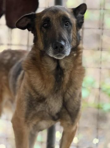 NARA &amp; AIRON: PASTORI BELGA MALINOIS dolcissimi! - Foto 6