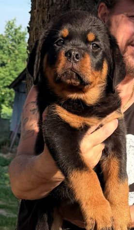 Cuccioli di Rottweiler XXL con Pedigree Enci - Foto 5