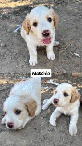 Poldo cucciolo