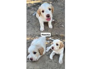 Poldo cucciolo