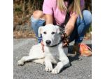 DONATO, 6 MESI E MEZZO (20/03/26), TAGLIA MEDIO/GRANDE, CERCA CASA .
