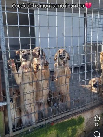 CUCCIOLI IN ADOZIONE taglia media - Foto 8