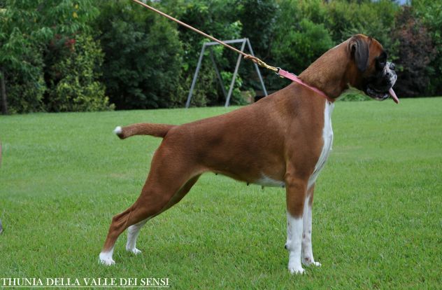 BOXER CUCCIOLI VENDO- ALLEVAMENTO BOXER DELLA VALLE DEI SENSI TEL. 334 3010438 - Foto 8