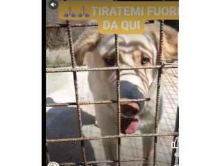 2anni,meraviglioso,occhi ambra..era libero..finito miseramente in canileCAMPANIA