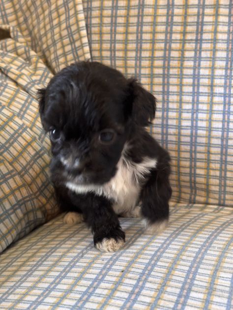 Cuccioli di cane Shihpoo - Foto 4