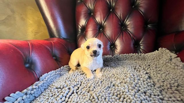 Chihuahua pelo corto crema - Foto 7
