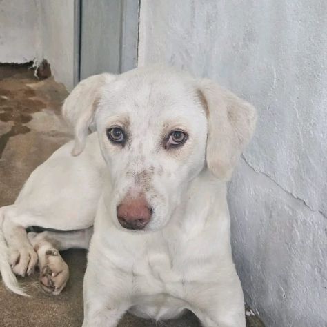 QUERA CAGNOLINA IN ADOZIONE - Foto 3