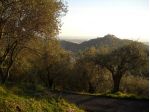 Terreno agricolo in vendita a Luni 2820 mq  Rif: 1063771