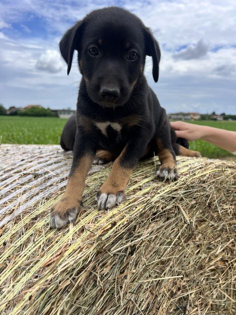 Cuccioli incrocio Lagorai per Pastore Tedesco - Foto 8