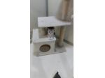 Cuccioli di gattini scottish straight