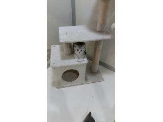 Cuccioli di gattini scottish straight