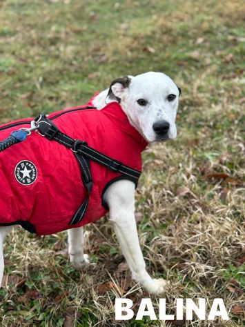 BALINA, cucciola mix DOGO ARGENTINO. Tenerissima!! - Foto 5