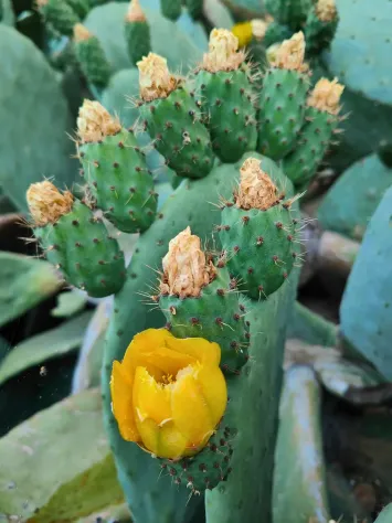 Fiori di ficodindia (anno 2026)
