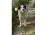 Ambra 7anni salita in adozione 3anni fa e rifiutata! BOLOGNA