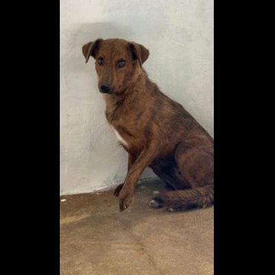 HOLLANDE, SPAVENTATA DAL CANILE CAGNOLINA IN ADOZIONE - Foto 5