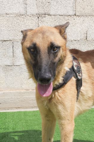 UN CUCCIOLONE CON IL CUORE SPEZZATO SPENCER – PASTORE MALINOIS 18 mesi - Foto 2