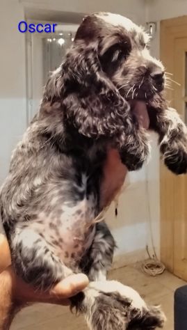 Cucciolo cocker spaniel inglese Blu roano - Foto 2