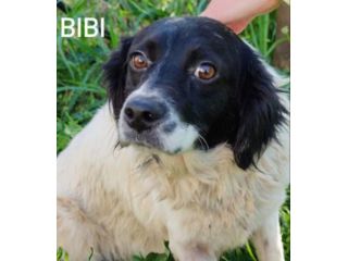 Bibi taglia media contenuta 14 kg