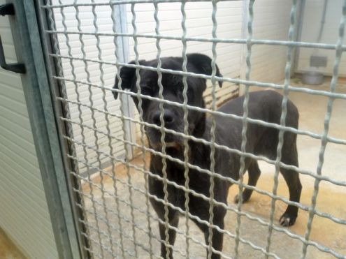 MARGOT, cane corso senior - Foto 2
