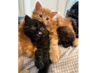 Adorabili gattini persiani di razza pura
