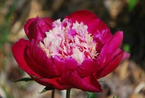 Semi peonie doppie - Foto 2