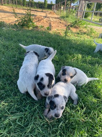 Splendidi cuccioli Australian Cattle Dog - Foto 10
