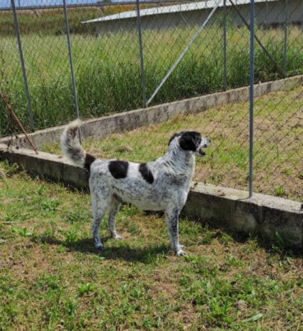 CANE IN ADOZIONE: ESCAPE, taglia media. - Foto 6