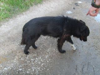 LEO, dolcissimo cagnolino abbandonato