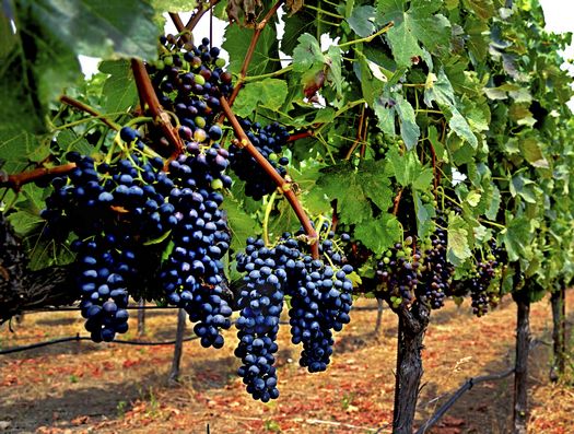 Vendemmia 2026, raccolta Uva Cirò D.o.C. - Foto 3