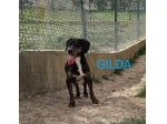 GILDA 4anni buona con tutti i cani!