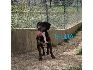 GILDA 4anni buona con tutti i cani!